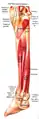 Muscles of deep posterior compartment of the right leg