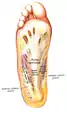 Superficial dissection of the sole of the foot, showing the medial eminence formed by abductor hallucis