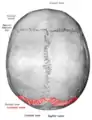 Lambdoid suture seen from above.