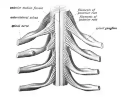 The spinal cord with spinal nerves