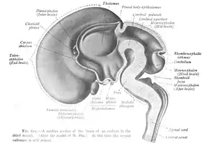 CNS seen in a median section of a 3-month-old embryo.