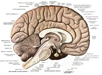 A diagram showing various structures within the human brain