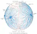 The blood-vessels of the eyeball (diagrammatic).