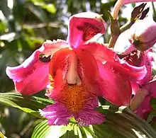 Sobralia dichotoma