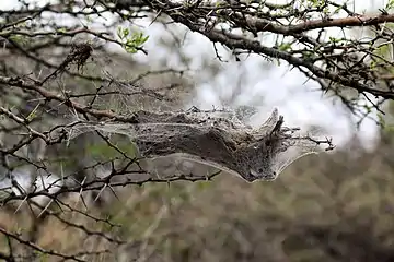 Nest of S. dumicolaKwaZulu-Natal, South Africa