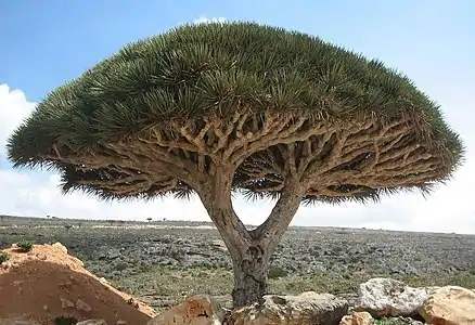 Socotra dragon tree at Socotra, UNESCO World Heritage Site