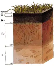 Soil