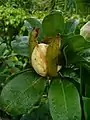 Fruit, showing accrescent calyx. Vernacular name in Central America Papaturra.