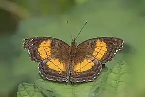 female ssp. unknownSão Tomé and Príncipe