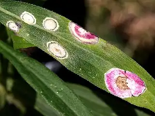 Galls on Solidago altissima