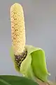 Spadix of ZZ plant (Zamioculcas zamiifolia) with curled back spathe