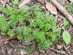 Soliva sessilis habit