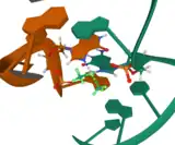 Solution structure of cisplatin (highlighted) interstrand GG adducts with double-stranded DNA.  (PDB: 1DDP)