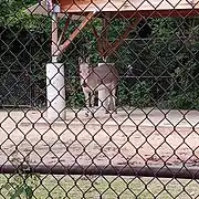 Somali wild ass