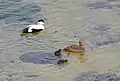 Common eider with ducklings swimming