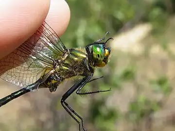 close-up of head and thorax