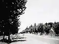 The original avenue of honour in the 1950s lining Eramosa road East with Plane Trees.