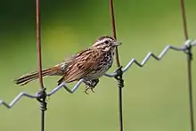 Song Sparrow