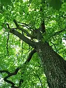 Trunk and leaf canopy