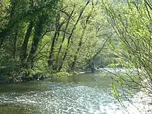 River bend in a thick deciduous forest