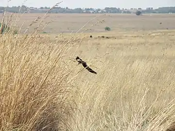 The Rietvlei river wetlands