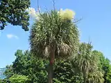 S. palmetto growing near the South Carolina state capitol in Columbia