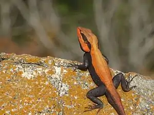 Dorsal view