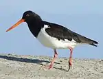 South Island oystercatcher