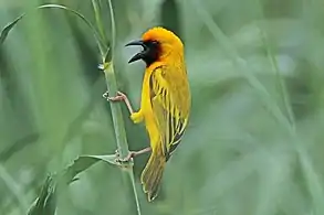 P. x. castaneigula, Namibia