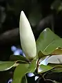 Southern magnolia bud