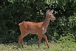 Southern puku fawn