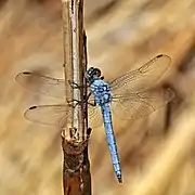 Male, dorsal view