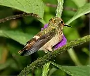 Copalinga Lodge, Ecuador / flash photo