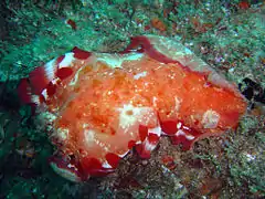 Spanish dancer nudibranch Hexabranchus sanguineus