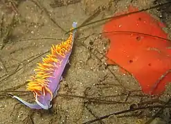 Spanish shawl in La Jolla, California