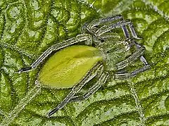 Female of Micrommata ligurina