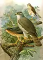 Eurasian sparrowhawkAccipiter nisus