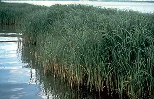 High, reedlike plants standing in water