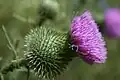 Thistle