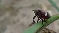 Australian Eurybrachid, showing broad frons