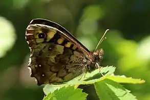 Female underside