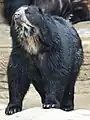 Spectacled bear