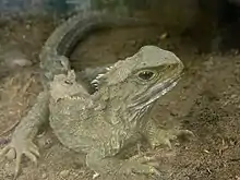 Tuatara