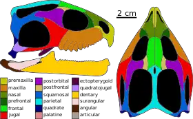 Skull of Sphenotitan, an early member of Eilenodontinae