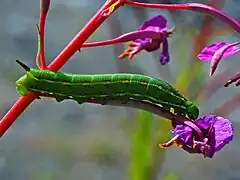 Caterpillar of Hyles gallii (young stage) on Epilobium angustifolium