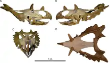 Horned dinosaur skull in multiple views