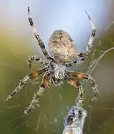 Dorsal view