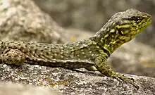 S. crassicaudatus, spiny whorltail iguana, Machu Picchu, Peru.