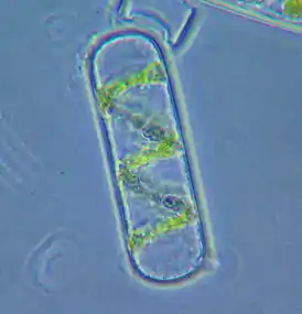 Figure 24. Spyrogira cell (detached from algal filament) under phase contrast