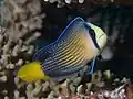 Splendid dottyback at Raja Ampat, Indonesia, 2019